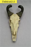 藏品(羚羊)的圖片